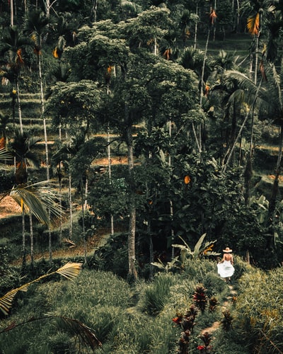 白天绿色植物上的白色和黄色的鸟